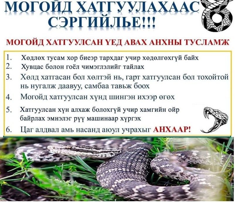 СЭРЭМЖЛҮҮЛЭГ: Могойд хатгуулсан хүүхдүүд эмнэлэгт хандах нь ихсэв